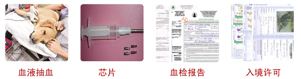 錦輝寵物出國托運要求和辦理流程